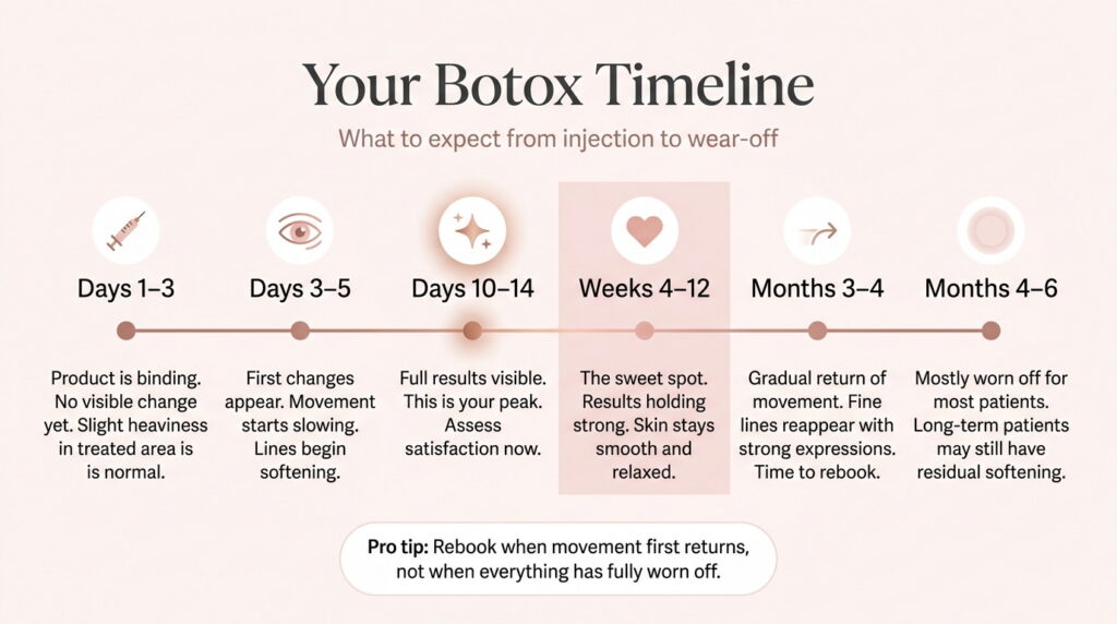 Botox results timeline day by day